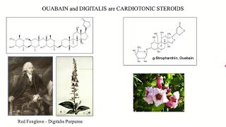 OUABAIN in CV DISEASE – for INTEGRATIVE PRACTIONERS 421 [upl. by Ayahsal733]