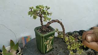 Membuat bonsai jade plant 6 [upl. by Mahla909]