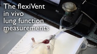 The flexiVent in vivo lung function measurements Bogomoletz institute of physiology [upl. by Ricarda]