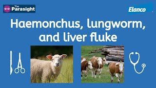 Liver fluke Haemonchus and lungworm [upl. by Diannne]