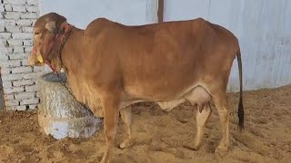 Gir Cow 1st Lactation Milking By Hand aravalidairyfarm cowvlog gircowfarming gircow gircowghee [upl. by Uund691]