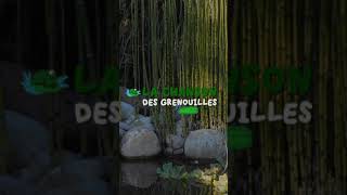 Teaser  La chanson des grenouilles  Patrick Sébastien [upl. by Kinnon107]