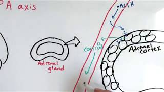 Introduction to cortisol stress response [upl. by Rednael418]