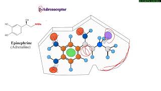 16 Medicinal Chemistry of ANS drugs  Adrenergic Drugs شرح بالعربي [upl. by Tobey910]