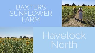 BAXTERS SUNFLOWER FARM  Havelock North New Zealand [upl. by Akaya]