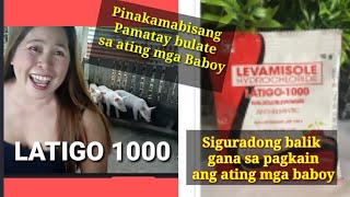 How to use Latigo 1000 for pig deworming Paano gamitin ang Latigo 1000 sa ating mga alagang baboy [upl. by Dorran]