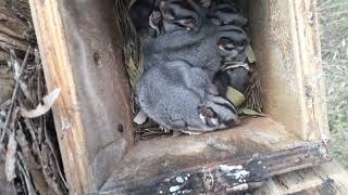 Kreffts Gliders In Nesting Box [upl. by Ailimaj635]