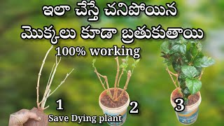 how to save dying plants in telugu  gardening [upl. by Gail]