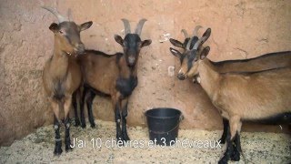 Fromages de chèvre  Ouarzazate [upl. by Tomkins836]