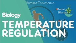 Temperature Regulation Of The Human Body  Physiology  Biology  FuseSchool [upl. by Jerrol]