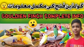 Goldien finch breeding tips 🤗 Goldien finch breeding  Goldien Finch ki Mukamal Malumat [upl. by Klinges]