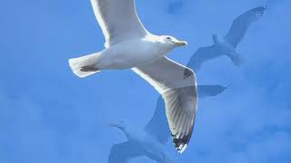 Чайка по имени Джонатан Ливингстон  Jonathan Livingston Seagull v02 [upl. by Wini537]