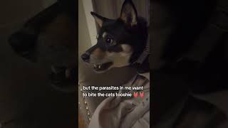 Dogs fighting the urge to bite cats tooshies dog funnyvideo shibas dogsoftiktok [upl. by Hibben228]