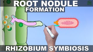 Root Nodule Formation  Mechanism [upl. by Woolcott]