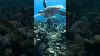 Snorkeling in Roatan Island HONDURAS Canada ➡️ Argentina coralreef turtle honduras underwater [upl. by Errised880]