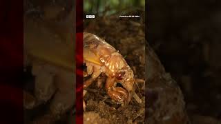 Billions of cicadas have emerged in parts of the US Cicadas BBCNews [upl. by Gypsie]