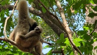 Todays the best video monkey 🐒🦧Most adorable activities Gibbon family on the tree  🦦🍀🌷 [upl. by Nodnalb]