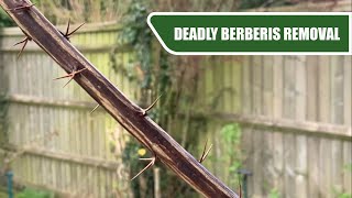 Removing This Deadly Berberis  Making Way For A Flower Bed  Lawn Care ASMR [upl. by Notsej]