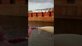 How To Catch more Bass on TOPWATER arkansasriver bassfishing fishing topwater [upl. by Earle]