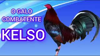 galo combatente kelso [upl. by Nallek]