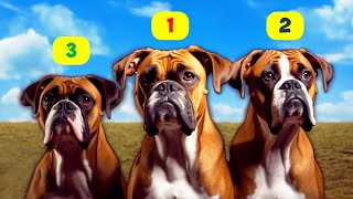 BOXER TYPES  8 TYPES OF BOXERS [upl. by Enitsrik]