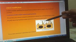 Zonula occludenscell to cell junction [upl. by Beatrice]