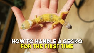 Leopard Gecko Scared Of You  How To Approach amp Handle Your Pet [upl. by Amhser463]