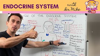 Overview of the Endocrine System [upl. by Russell]