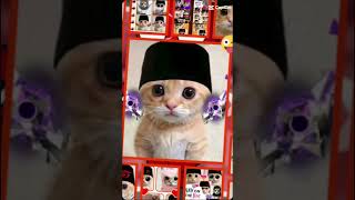 Maaf pp itu selalu soalnya pp kucing lain sudah hilang [upl. by Nylekcaj699]