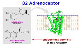 Bronchodilators Part 1 Principles of Respiratory Airflow and Development of Selective Drugs [upl. by Wolford]