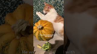 Cat Is Obsessed With Pumpkin  The Dodo [upl. by Malha]