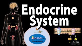 The Endocrine System Overview Animation [upl. by Arlene327]