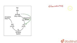 Nitrosomonas changes [upl. by Earvin317]