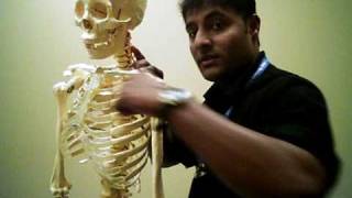 Physiotherapy videos anatomy muscle origin amp Insertion [upl. by Ehcrop]