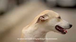 Godrej aer – Dog on pollution [upl. by Oicnecserc]