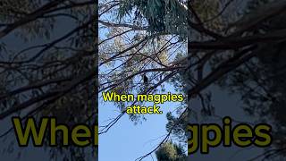 Magpie attacks australianature nature shortsfeed birds [upl. by Haiel562]