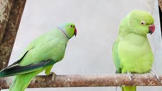 beautiful parrots in the world best partots [upl. by Akihdar]