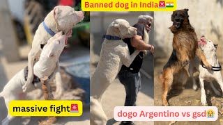 Dogo Argentino fight🚨our dogs are banned by government🇮🇳meetingrowdyrotts8032❤️ [upl. by Ellednahs12]