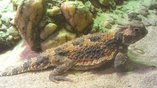 Desert Horned Lizard Phrynosoma platyrhinos FEEDING [upl. by Augusta]