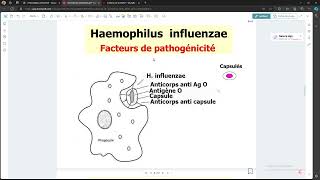 Bacteriologie  Haemophilus influennzae FMPC [upl. by Paff]