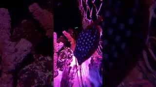 FISH Nose Dives 😲 aquarium fish shorts [upl. by Nelly]