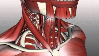 Neck Muscles Anatomy  Anterior Triangle  Part 2 [upl. by Eniluj]