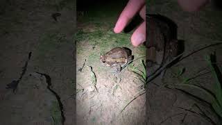 Cute frog jump funny  Catch a frog funny fly  funny animal frog [upl. by Ylecic]