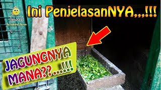 TANPA JAGUNG AGAR TIDAK GAJEH BEGINI CARANYA  BAMIS LOVEBIRD farm [upl. by Ttenyl]