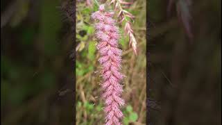 Pennisetum pedicellatum Poaceae familynature trending flowersgarden gardening forestflower [upl. by Harmaning]