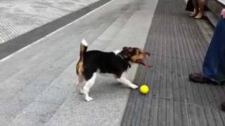 Clever dog plays fetch with himself [upl. by Allemaj]