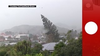 Caught on camera Strong winds uproot giant tree in New Zealand [upl. by Scrivenor]