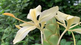 Yellow Ginger Lily  Hedychium coronarium General Care Guide Sunlight Propagation Fertilization [upl. by Bronwen]