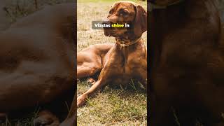 Uncover the Secrets of the Vizsla Hungarys Beloved Hunter animalhistory puppy dog cutedog [upl. by Tnemelc]