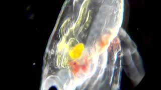 The anatomy of transparent zoea planktonic larva [upl. by Voltmer343]